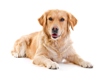 Golden retriever laying over white background