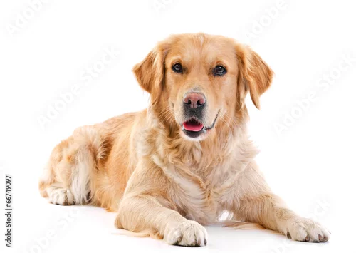 Obraz Golden retriever laying over white background