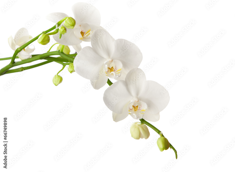 Fototapeta premium Biała orchidea na białym tle