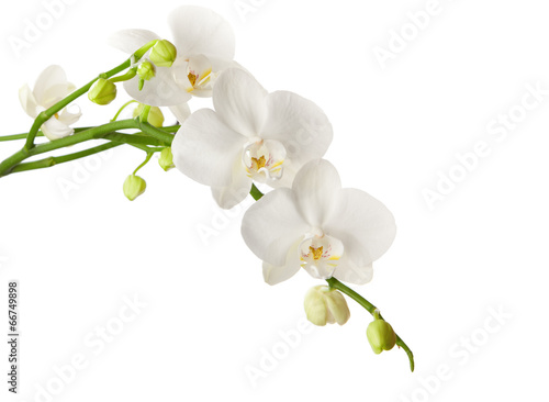Fototapeta Naklejka Na Ścianę i Meble -  white orchid isolated on white background