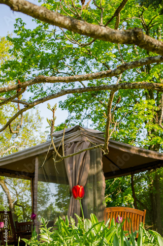 garden view with red tulip and yard bower fragment photo