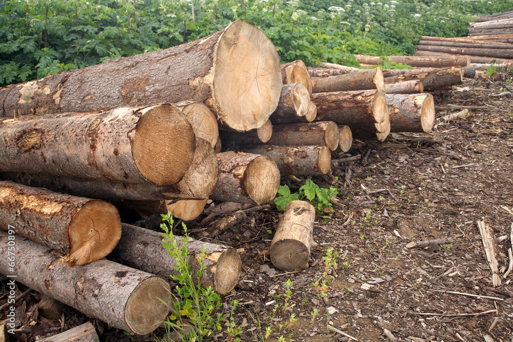 Stacked in pile logs against green plants diagonal view Stacked in pile logs against green plants diagonal view