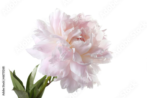 pale pink peony varieties "Jubilee" isolated on white background