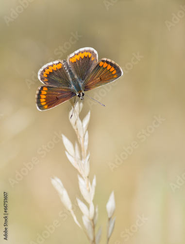 Aricia agestis - Brown argus butterfly, macro, on grass stem