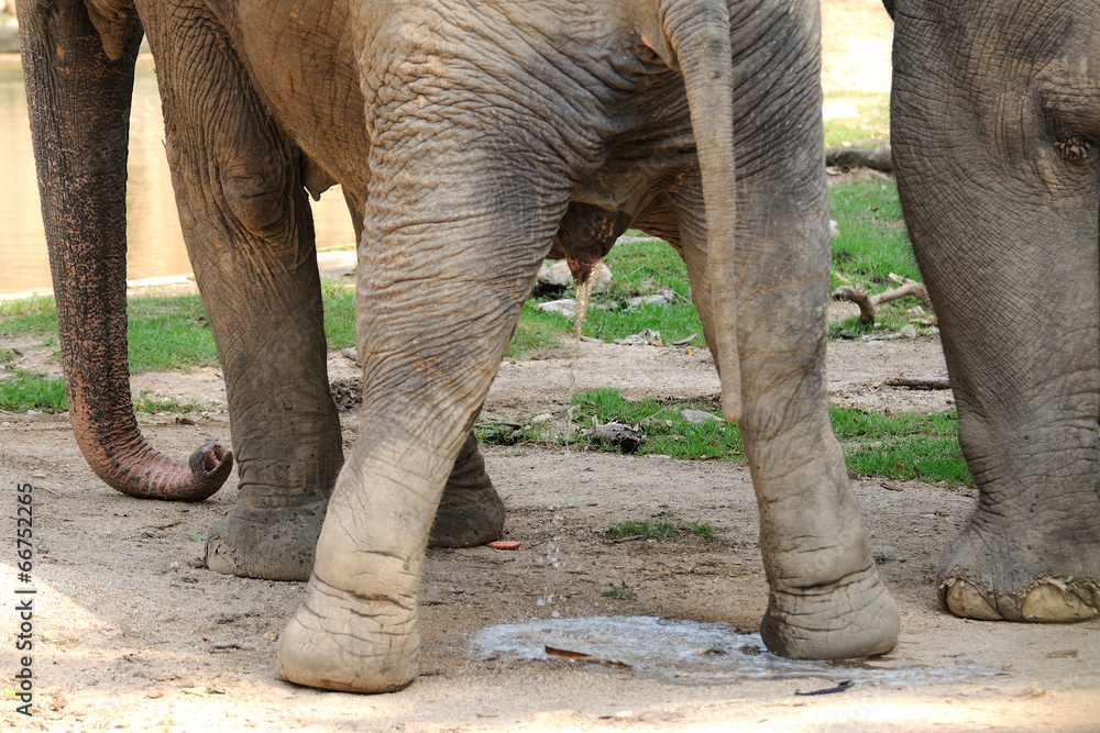Obraz premium Elephant peeing in public zoo