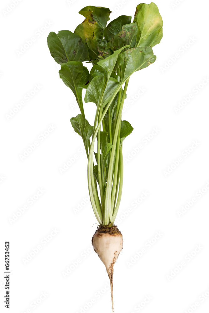 Obraz premium Sugar beet on white