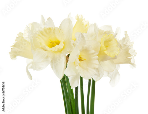 Bouquet of the spring narcissuses