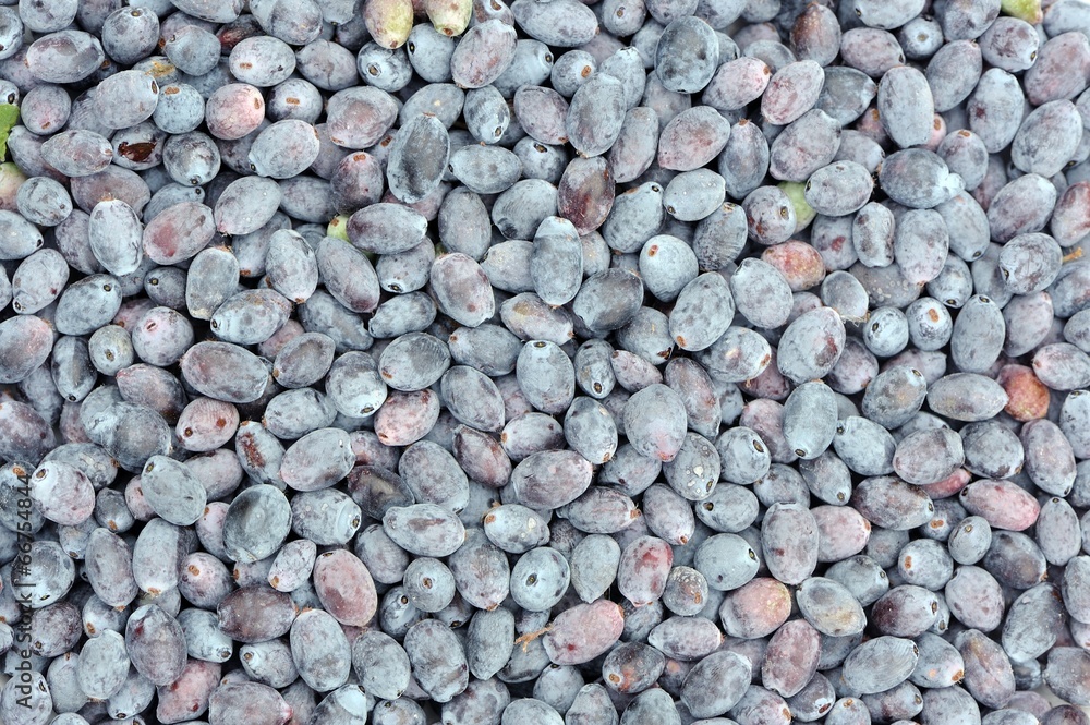 Blue Honeyberries Close-Up Blue Honeyberries Close-Up