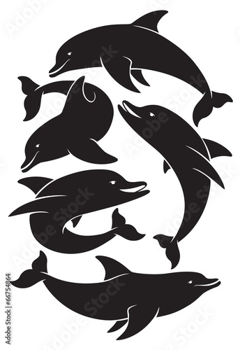 dolphin