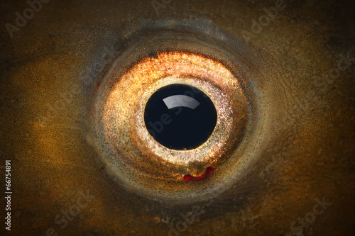 Fish eye (The Common Carp - Cyprinus Carpio) close up.