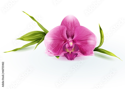 Illustration of a pink orchid