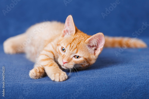 Red kitten on blue background