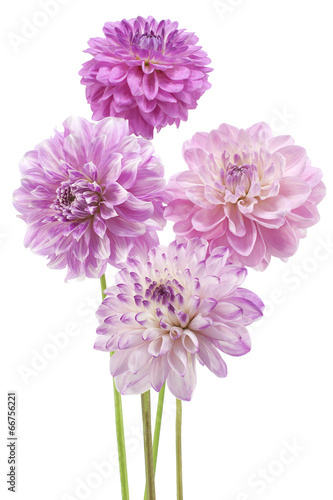 Fototapeta Naklejka Na Ścianę i Meble -  dahlia