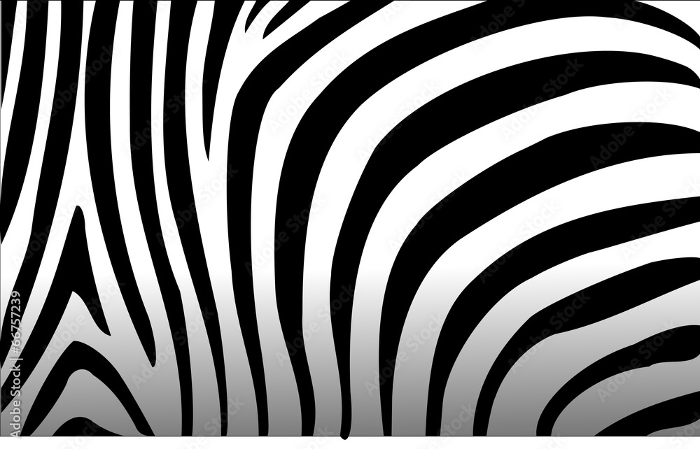 Zebra Zebra