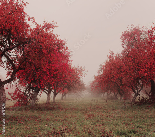 autumn landscape