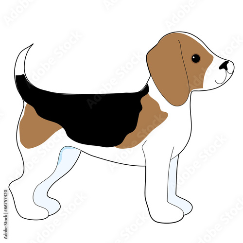Beagle
