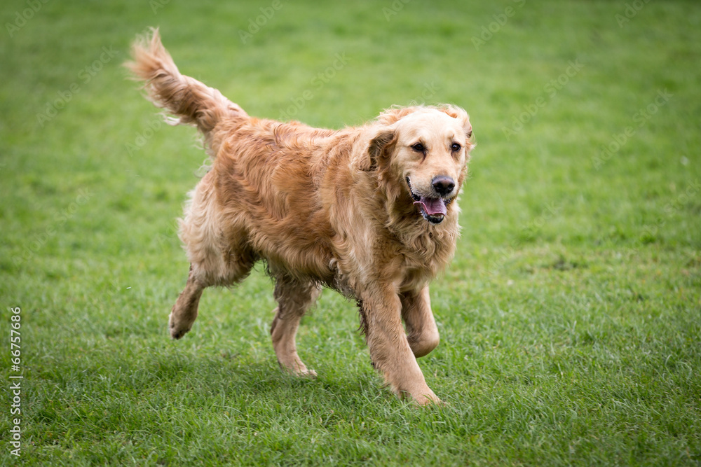 Golden Retriever Golden Retriever