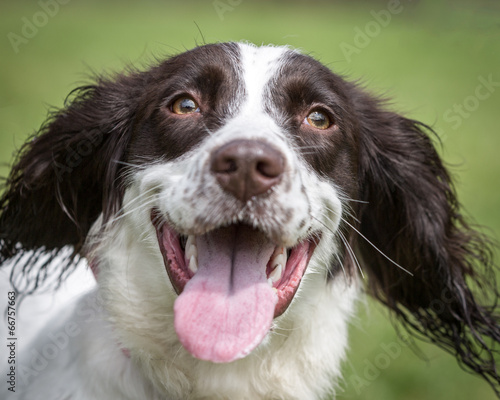 English Spring Spaniel photo