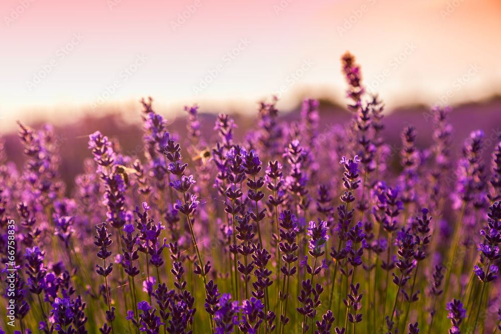 Naklejka premium Pole lawendy w Tihany na Węgrzech