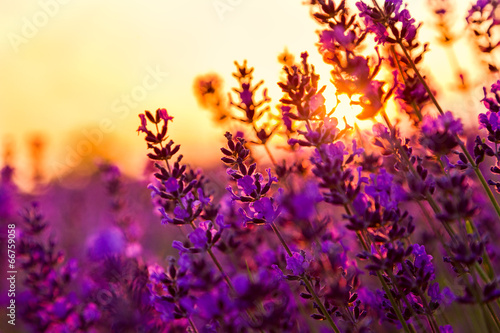 Lavender field in Tihany, Hungary #66759058