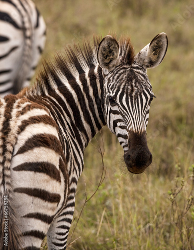 Curious baby zebra
