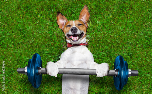 fitness dog © Javier brosch