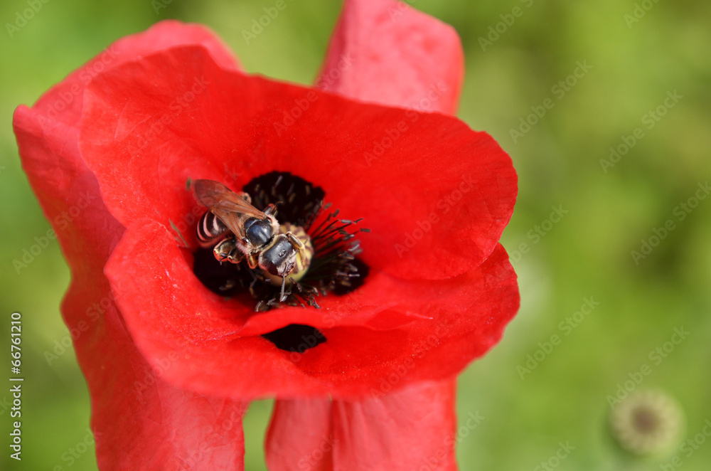 red poppy flower