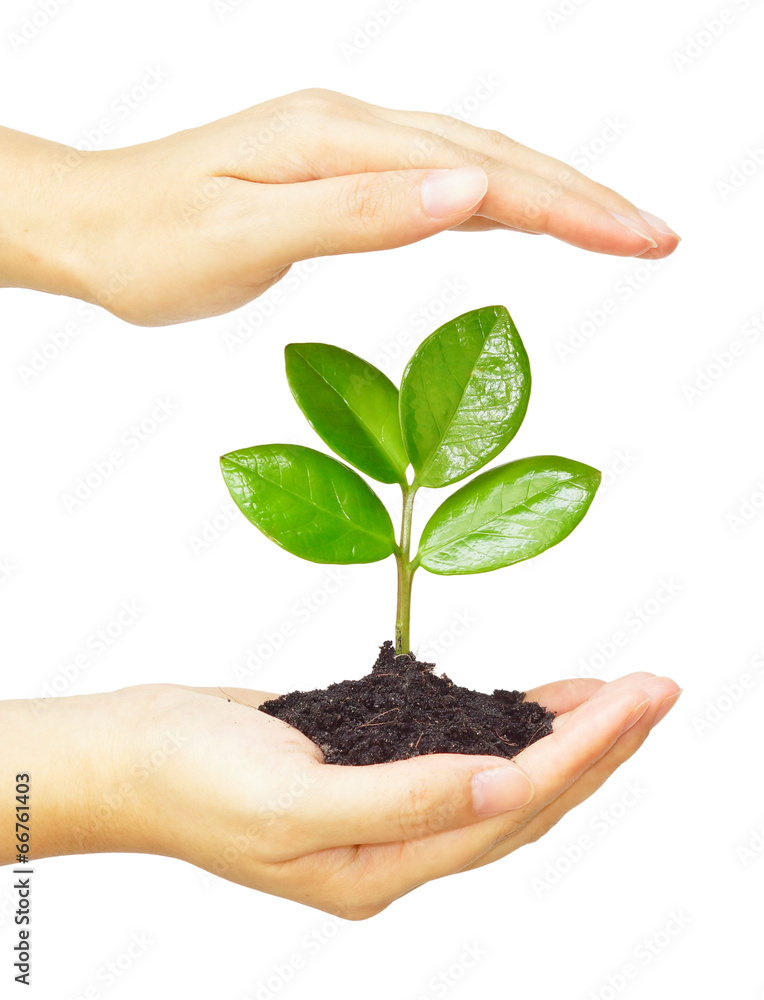 two hands holding and caring a young green plant two hands holding and caring a young green plant