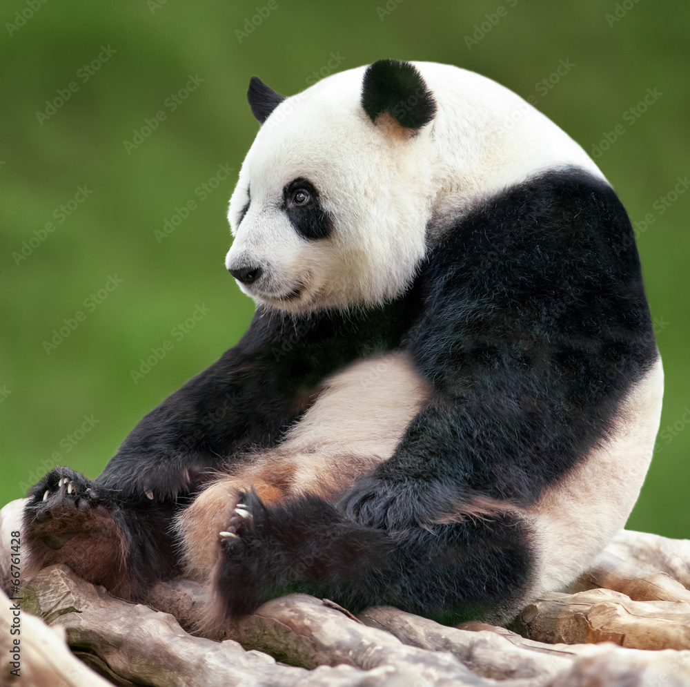 Obraz premium Pandabär