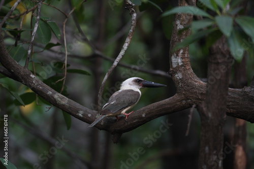 Great-billed Kingfisher(Pelargopsis melanorhyncha) in Indonesia photo