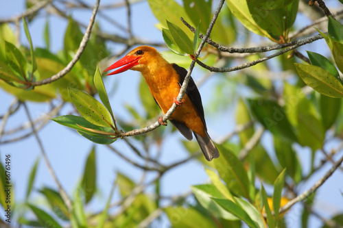 Brown-winged Kingfisher (Pelargopsis amauroptera) in Thailand photo