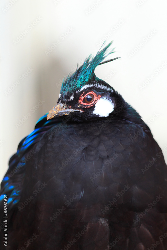 Palawan Peacock-Pheasant (Polyplectron napoleonis) in Palawan