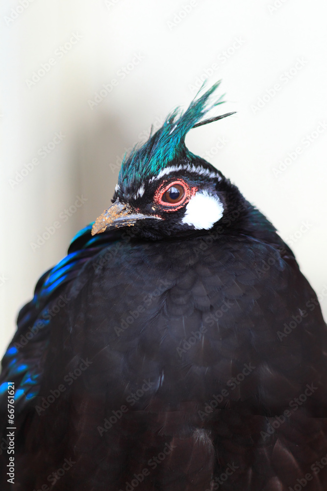 Fototapeta premium Palawan Peacock-Pheasant (Polyplectron napoleonis) in Palawan