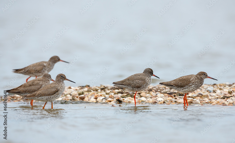 Group of redshank near shore Group of redshank near shore