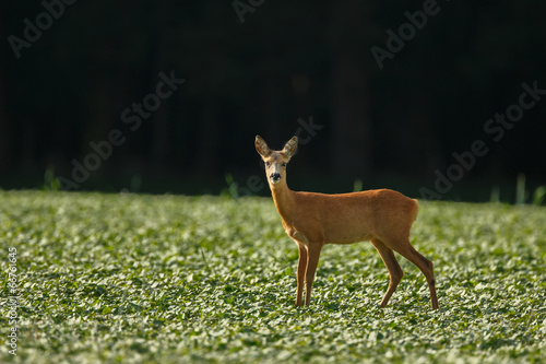 A roe deer on a green field