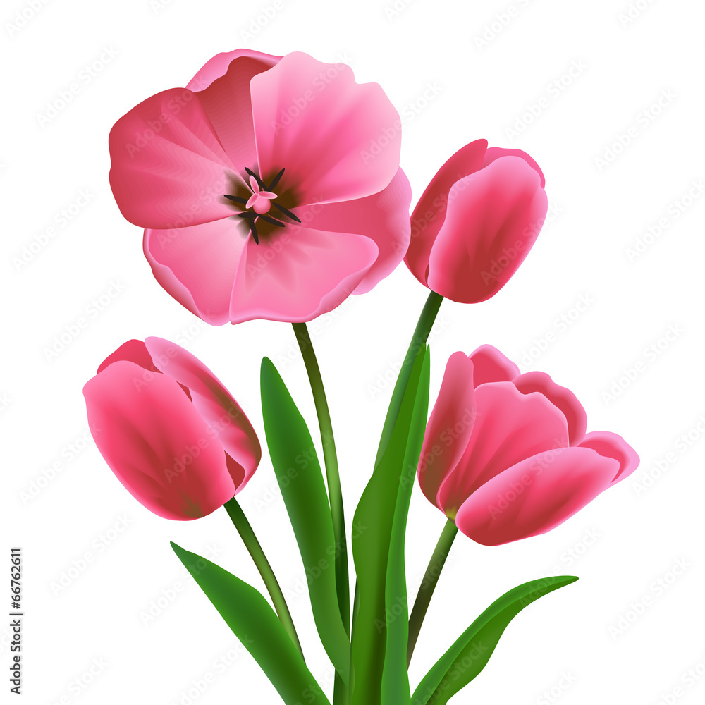 Obraz premium Tulip flower pink