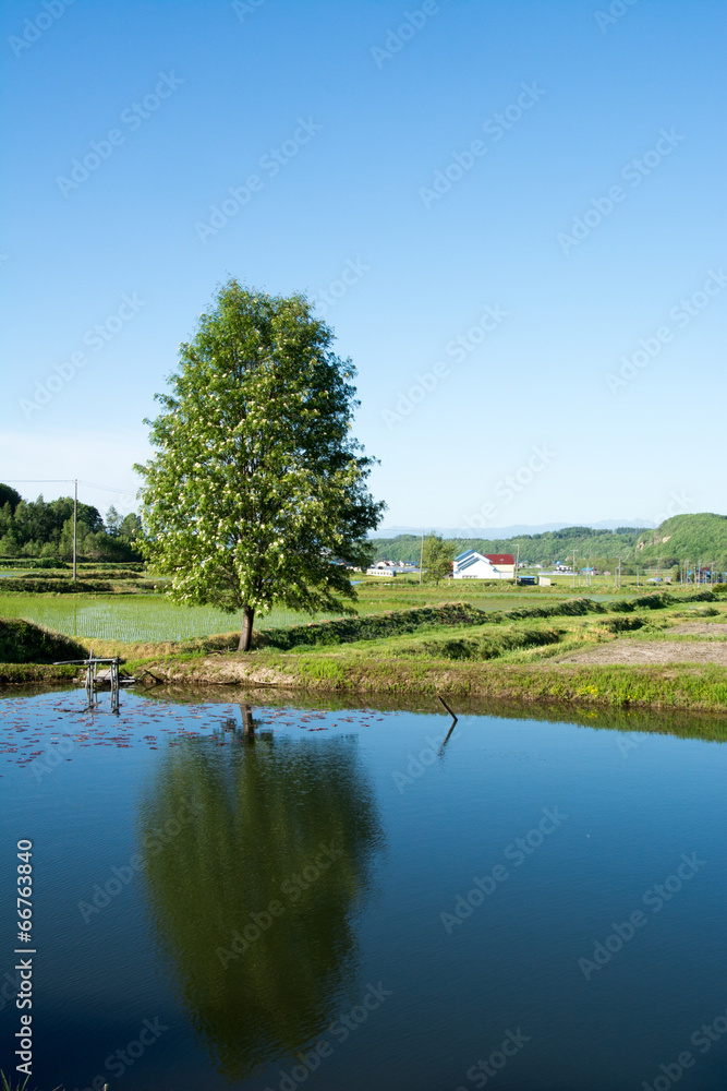 Fototapeta premium 池の畔に立つ一本の