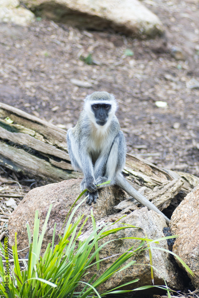African Vervet Monkey resting and watching