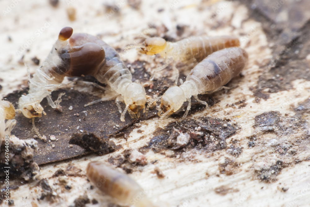 termites or white ants termites or white ants