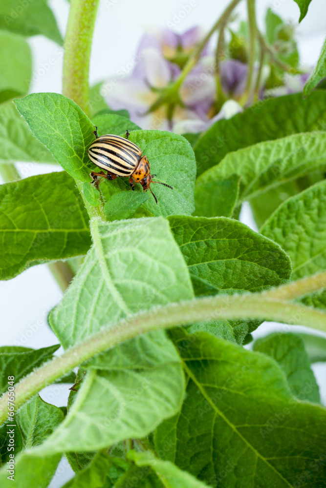 Naklejka premium Colorado potato beetle