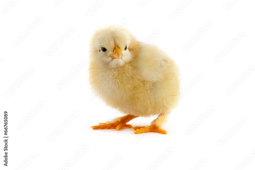 The yellow small chick