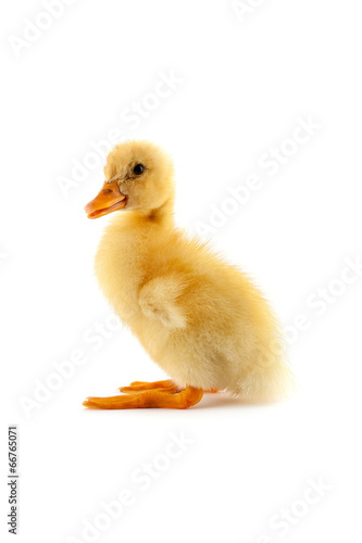 The yellow small duckling