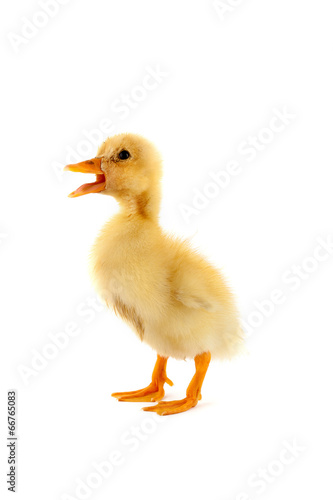 The yellow small duckling