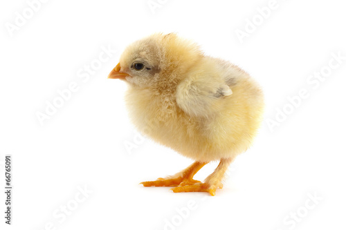 The yellow small chick © Sergii Figurnyi