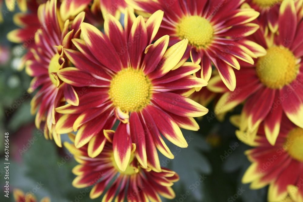 Blumen Blüten Blumen Blüten