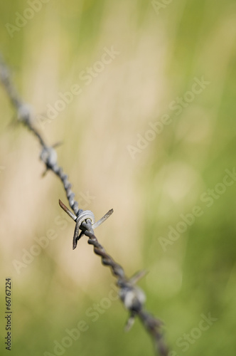 barbed wire on blurres green photo