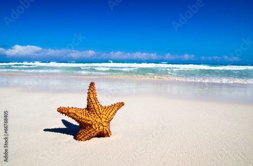 starfish with ocean