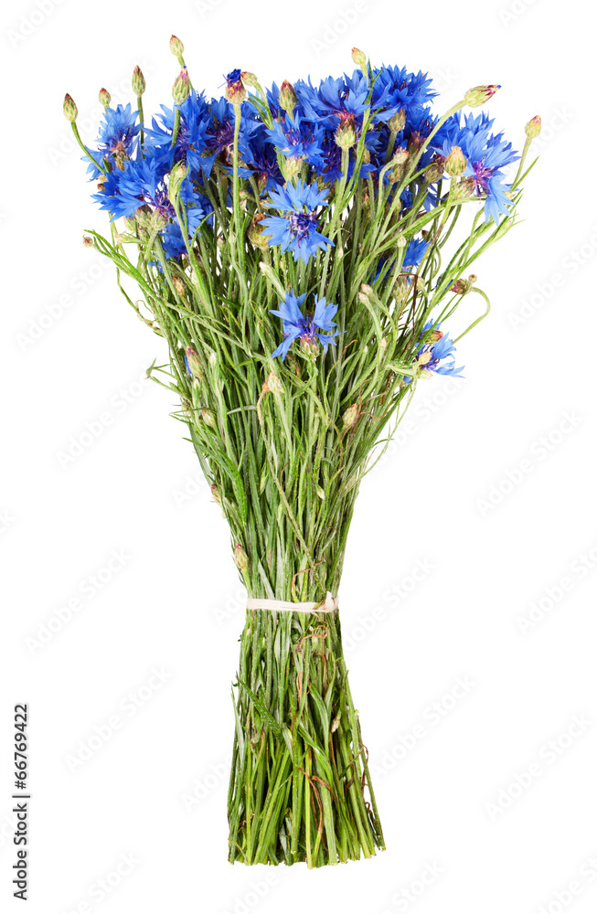 Fototapeta premium cornflower