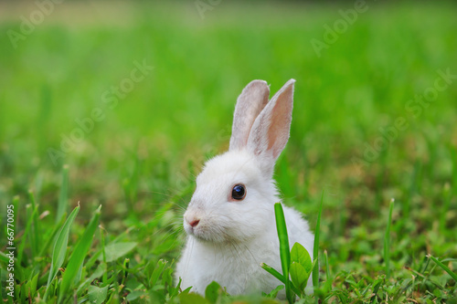 White rabbit sitting in green grass