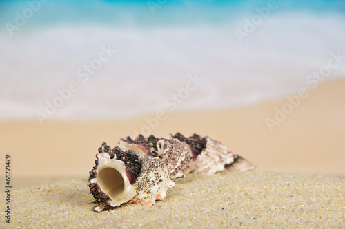 Quadro su tela Beautiful sea cockleshells
